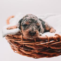 Yellow Girl - Merle female Cavapoo puppy in Mckinney, Texas from Doodles of North Tx