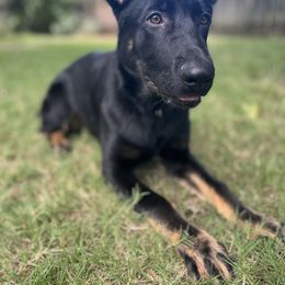 German Shepherd Puppies from Paws Of Germany