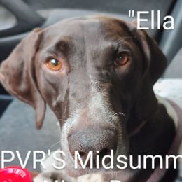 Ella Bella - German Shorthaired Pointer