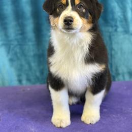 Australian Shepherd Puppies from Shawnkara Australian Shepherds & Miniature American Shepherds