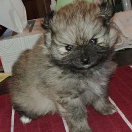 Boy 2 - Wolf sable male Pomeranian puppy in Turnersville, New Jersey from MK Exquisite Poms