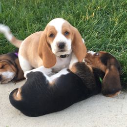 Basset Hound Puppies from Hoosier Basset Hounds