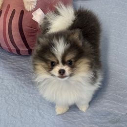 Presley - Tri-colored female Pomeranian puppy in California from Savvypomeranians