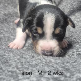 Talon - White and black male Teddy Roosevelt Terrier puppy in Murray, Kentucky from Froschwald German Shepherds and Xanadu Teddy Roosevelt Terriers