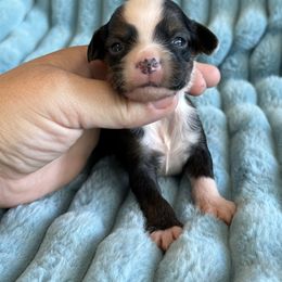 Nick - Black white and tan male Chinese Crested puppy in Aberdeen, Idaho from Willow Creek Cresteds