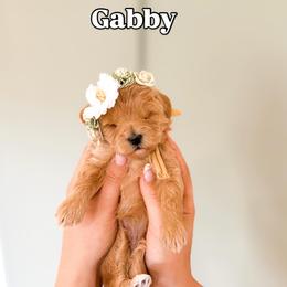 Gabby - Cream female Goldendoodle puppy in Salem, Utah from Karmadoodlee