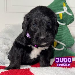 Judo - Tri-color female Labradoodle puppy in Beecher, Illinois from Erica’s Doodles