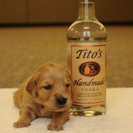 Tito (yellow) - Dark golden male Golden Retriever puppy in Bynum, Montana from Summit Canine Breeding