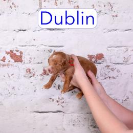 Dublin - Red  male Goldendoodle puppy in Calhoun, Georgia from Happy Top Doodles