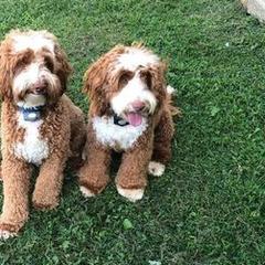 Labradoodles from Coopers Ridge