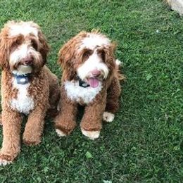 Labradoodles from Coopers Ridge