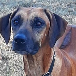 Kate - Rhodesian Ridgeback
