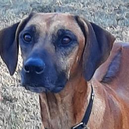 Kate - Rhodesian Ridgeback