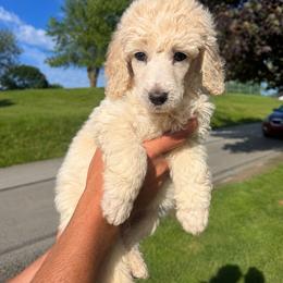 Elsa - White female Poodle puppy in Washington, Pennsylvania from Patriotic Poodles