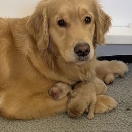 Golden Retriever Puppies from Davis Pond Goldens