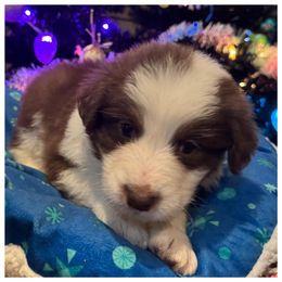 Australian Shepherd and Labrador Retriever Puppies from Thomason Puppy Love