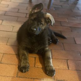 German Shepherd and Miniature American Shepherd Puppies from Von Südwest German Shepherds and Mini American Shepherds