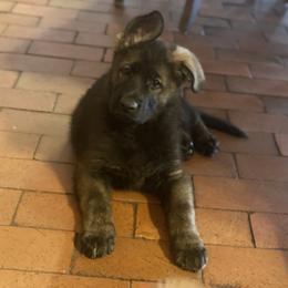 German Shepherd and Miniature American Shepherd Puppies from Von Südwest German Shepherds and Mini American Shepherds