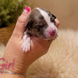 Beth - Blue merle female Aussiedoodle puppy in Abbeville, South Carolina from Double E Doodles