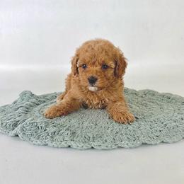 Otis - Red male Cavapoo puppy in Goldsboro, North Carolina from The Grantham House