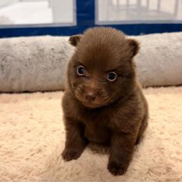 Chispa - Chocolate female Pomeranian puppy in Brooklyn, New York from Pomeranians