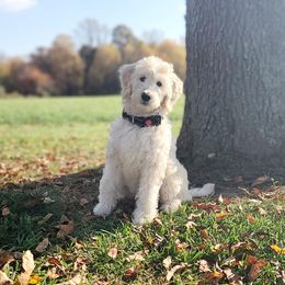 Twilight - Brown and white Aussiedoodle puppy in Maryland from Alexander Oodles of Doodles