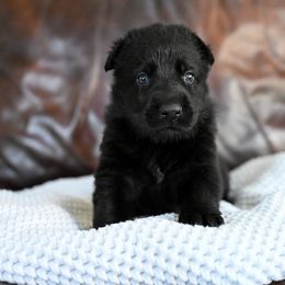 Pink collar - Black female German Shepherd puppy in Portland, Tennessee from Howixx German Shepherds