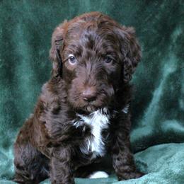 Barbina - Chocolate female Labradoodle puppy in Lanexa, Virginia from Lees Reach Farm