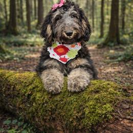 Star - Tri-color female Bernedoodle puppy in Lookout, California from Remington Kennels, LLC