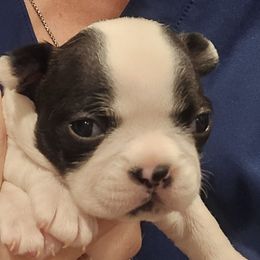 Girl 3 - Brindle and white female Boston Terrier puppy in Seguin, Texas from Campos Farms