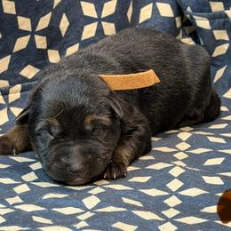 Brown Collar - Black and tan female German Shepherd puppy in Riverside, California from Von Der Sagobi