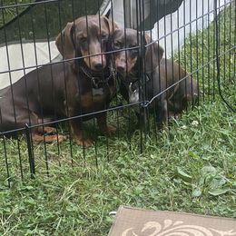 Dachshund Puppies from Matthews Dachshunds