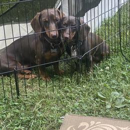 Dachshund Puppies from Matthews Dachshunds