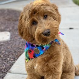 Kingston - Australian Labradoodle