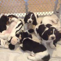 Basset Hound Puppies from Silverado Basset Hounds