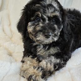 Justice - Blue merle male Aussiedoodle puppy in Cleveland, Georgia from Jam's Doodles And Poodles
