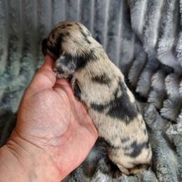 NEO - Dapple male Dachshund puppy in Swink, Oklahoma from Palali Farm