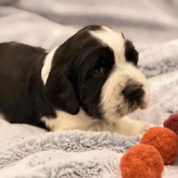 Brown boy - White and black male English Springer Spaniel puppy in Cleburne, Texas from Powers English Springer Spaniels