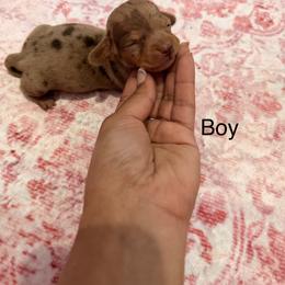 Mudd - Dapple male Dachshund puppy in Magnolia, Texas from Carrie’s Countryside Dachshunds