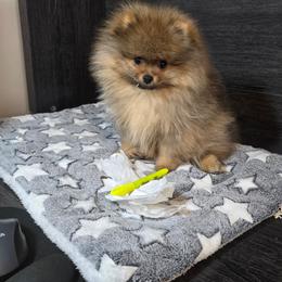 Pomeranian Puppies from Lori’s Precious Poms