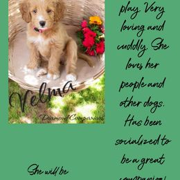 Velma - Apricot Goldendoodle puppy in South Jordan, Utah from Diamond Companions