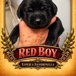 Black Boy 1 - Black male Labrador Retriever puppy in Bend, Oregon from Stirpe Corleone Labradors