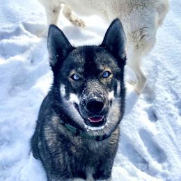 Stormie - Siberian Husky