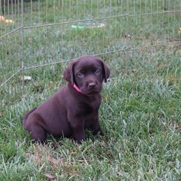 Peony - Chocolate female Labrador Retriever puppy in Camden, Indiana from Camden's Caring Canines