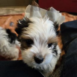Maybe (Girl 1) - Black tan and white female Biewer Terrier puppy in El Paso, Texas from De La Rosa Biewers