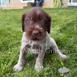 Grey male - Brown and gray male Wirehaired Pointing Griffon puppy in Williston, North Dakota from Little Muddy Griffons