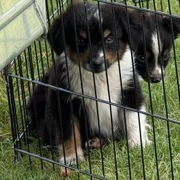 Drake - Black tri male Toy Australian Shepherd puppy in Ambrose, Georgia from Brandilyn's Aussies