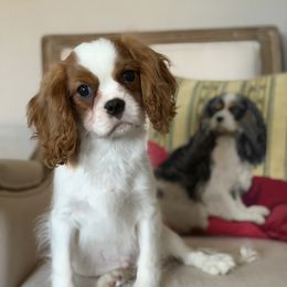 Cooper - Blenheim male Cavalier King Charles Spaniel puppy in Houston, Texas from Valera Cavaliers