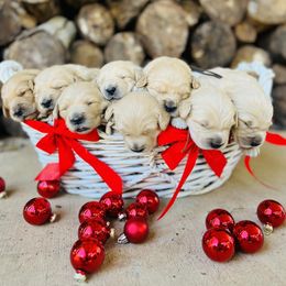 Cocker Spaniel and Golden Retriever Puppies from California Cocker Spaniel