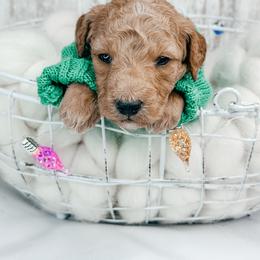 Prancer - Apricot male Goldendoodle puppy in Otisville, Michigan from Danie’s Darling Doodles LLC